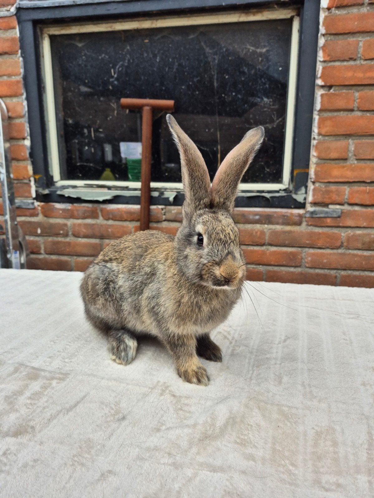 Super mooi wildkleur rammetje 9 weken oud, Mannelijk, Groot