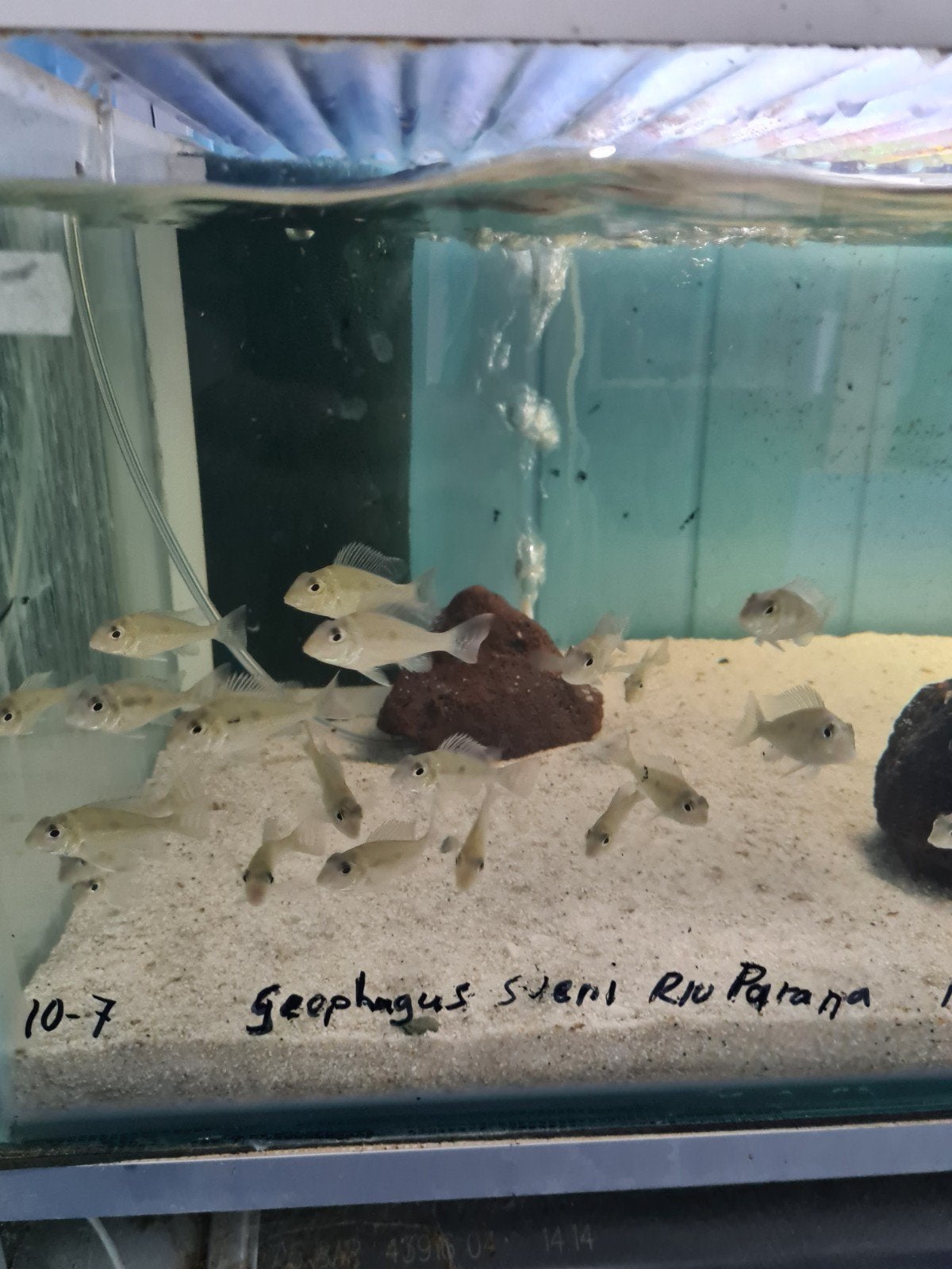 Geophagus Sveni Rio Parana Cichliden