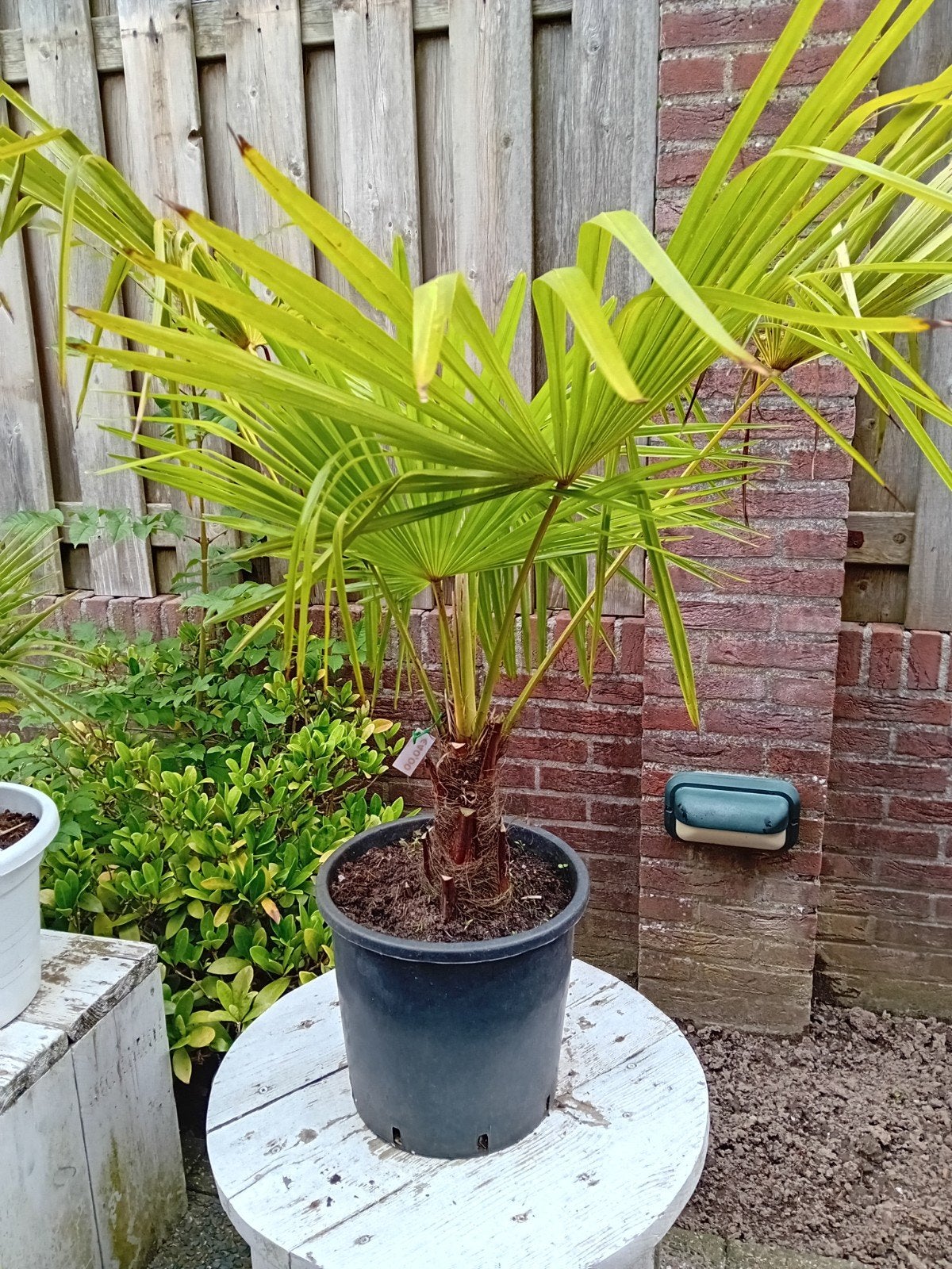 Mooie palmboom met pot, Ophalen, Palmboom