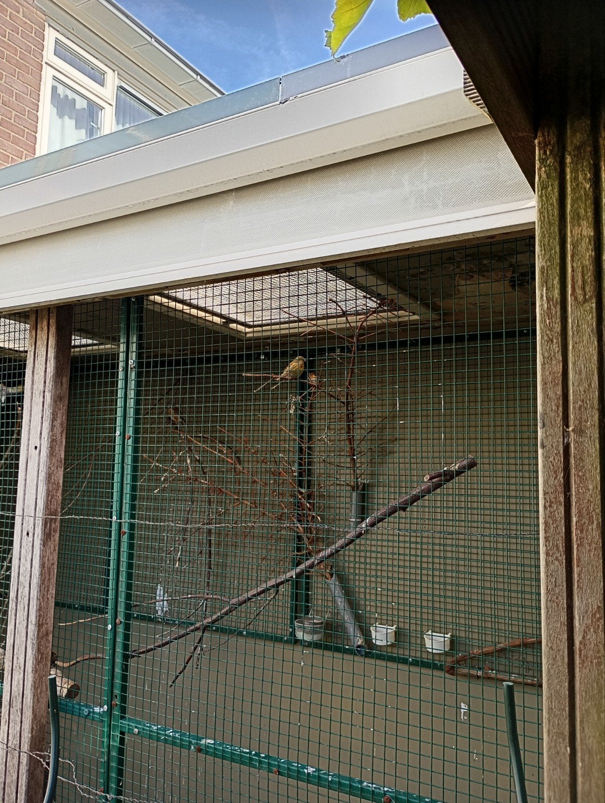 sijs pop 2025, Dieren en Toebehoren, Vrouwelijk, Kleurkanarie