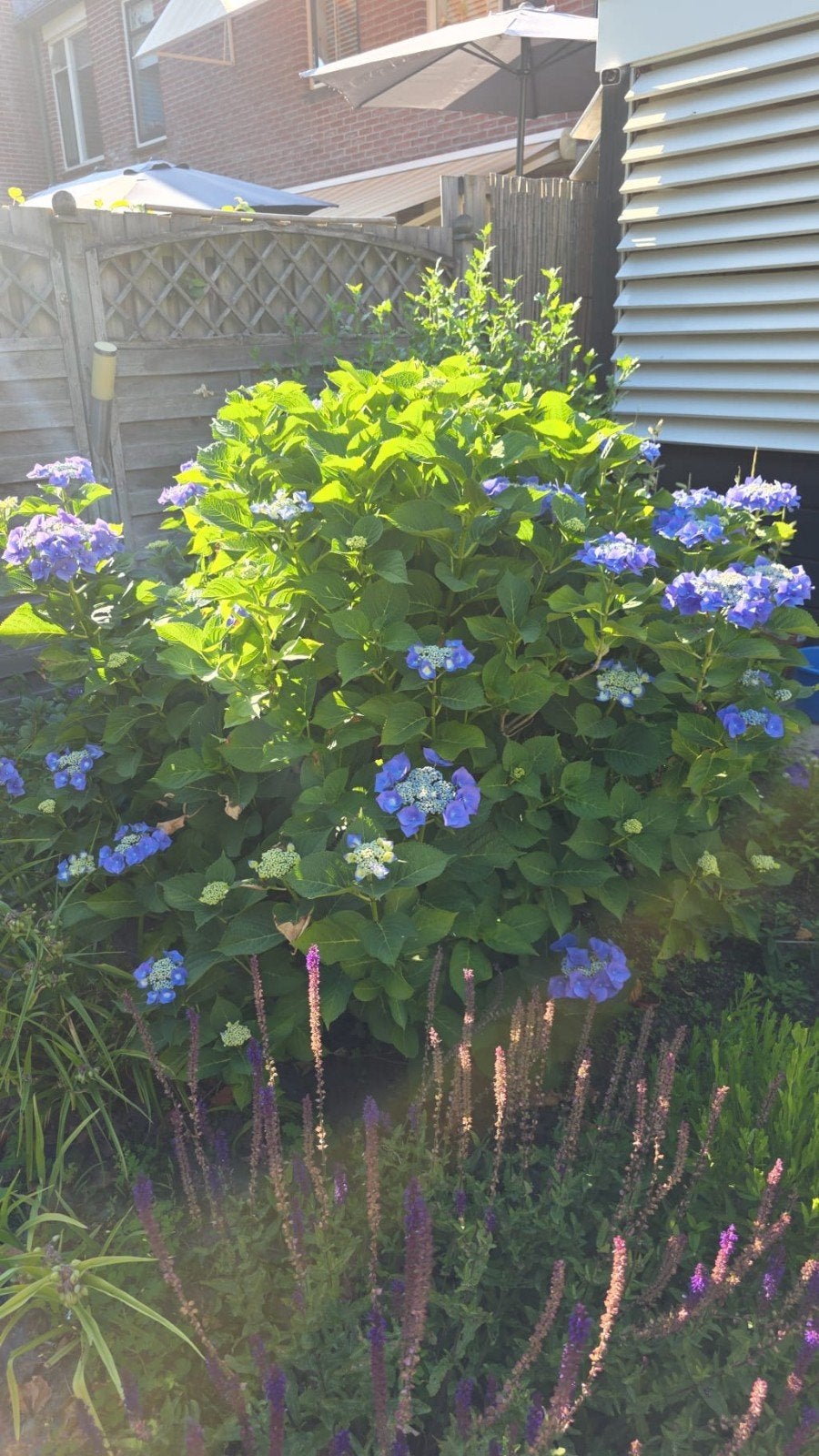 Hortensia, Tuin en Terras, Ophalen