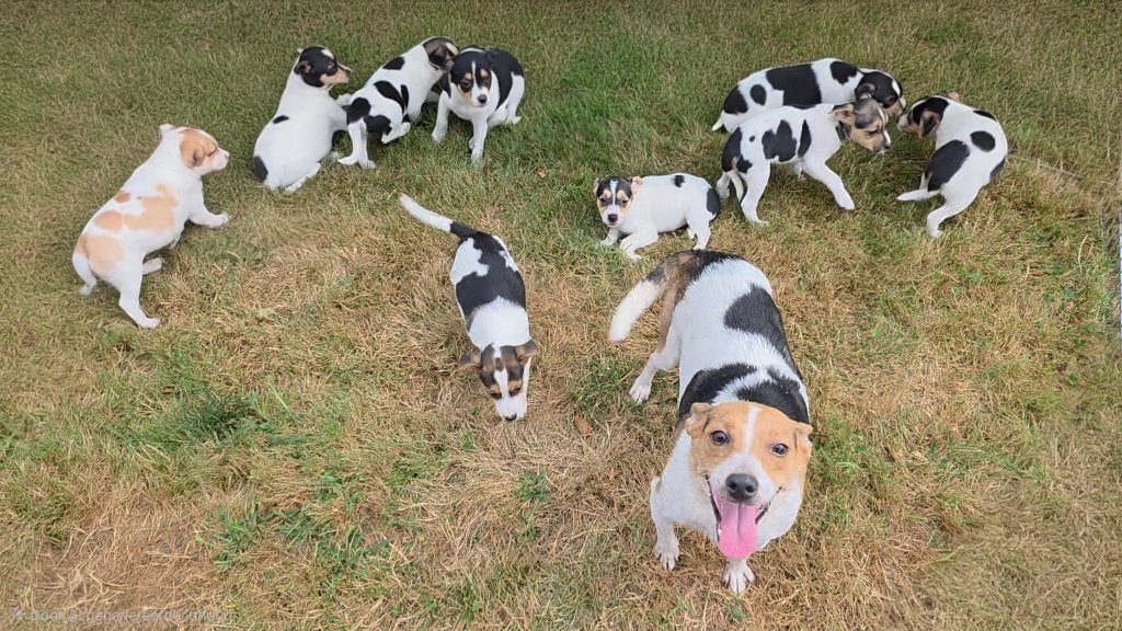 Prachtige 100% boerenfox pups, Dieren en Toebehoren, Honden | Jack Russells en Terriërs, Parvo, Overige rassen, 8 tot 15 weken