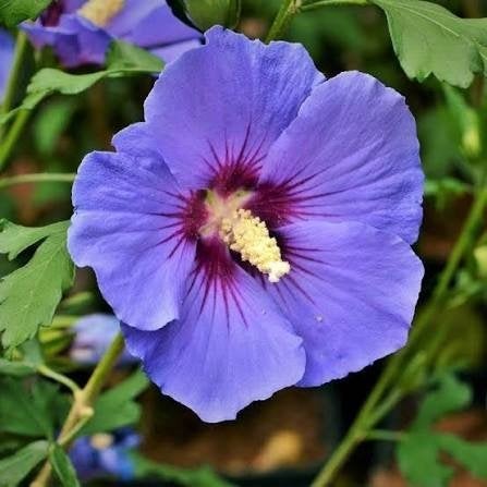Hibiscus stekken - eetbare bloemen, verrassende kleur!, Overige soorten, Volle zon, Vaste plant, Ophalen of Verzenden