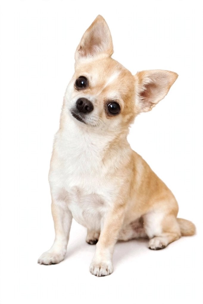 GEZOCHT een gezonde lieve korthaar chihuahua (prijs notk), Dieren en Toebehoren, 8 tot 15 weken, Teef, Eén hond, Chihuahua