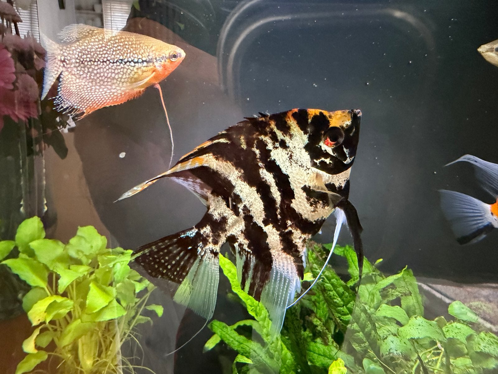 3 stk Maan vissen, Kusabi-gourami man vrouw.indaalgeter, Vis, Zoetwatervis, Schoolvis