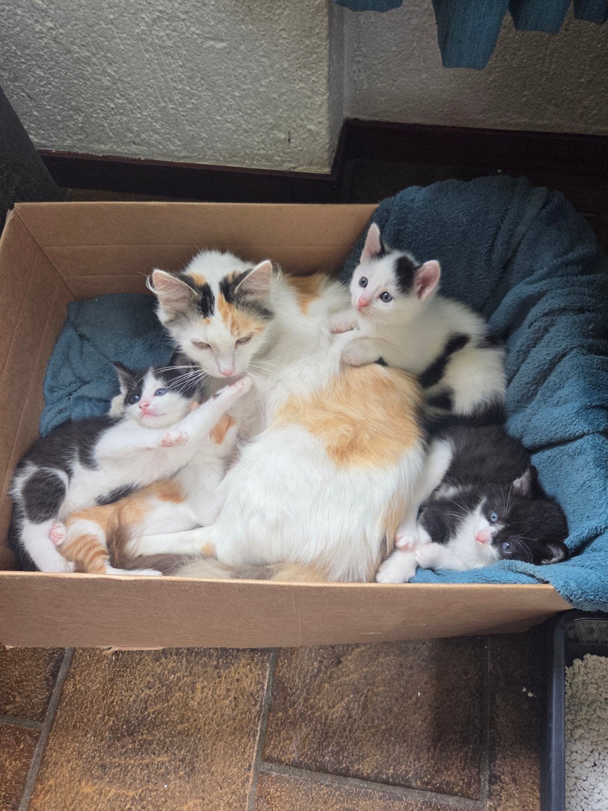 Leuke boerderij kittens te koop!, Dieren en Toebehoren, Meerdere dieren