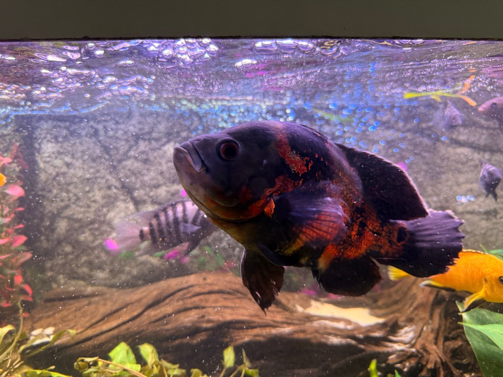 Oscar Red Tiger, Vis, Zoetwatervis