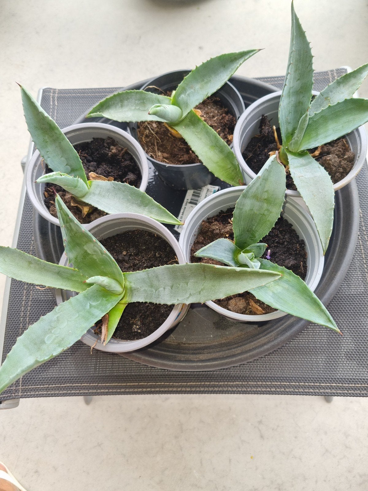 Agave plantjes, Ophalen of Verzenden, Bloeit niet, Overige soorten, Volle zon