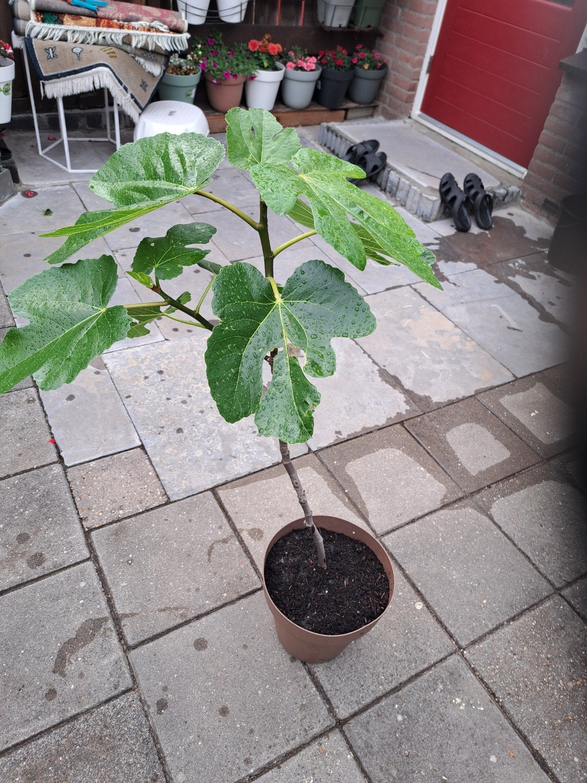 Vijgen plant antal 2.  3 jaar zijn oud hoog 1 m. met poten, Ophalen of Verzenden, Minder dan 100 cm, Overige soorten, Zomer