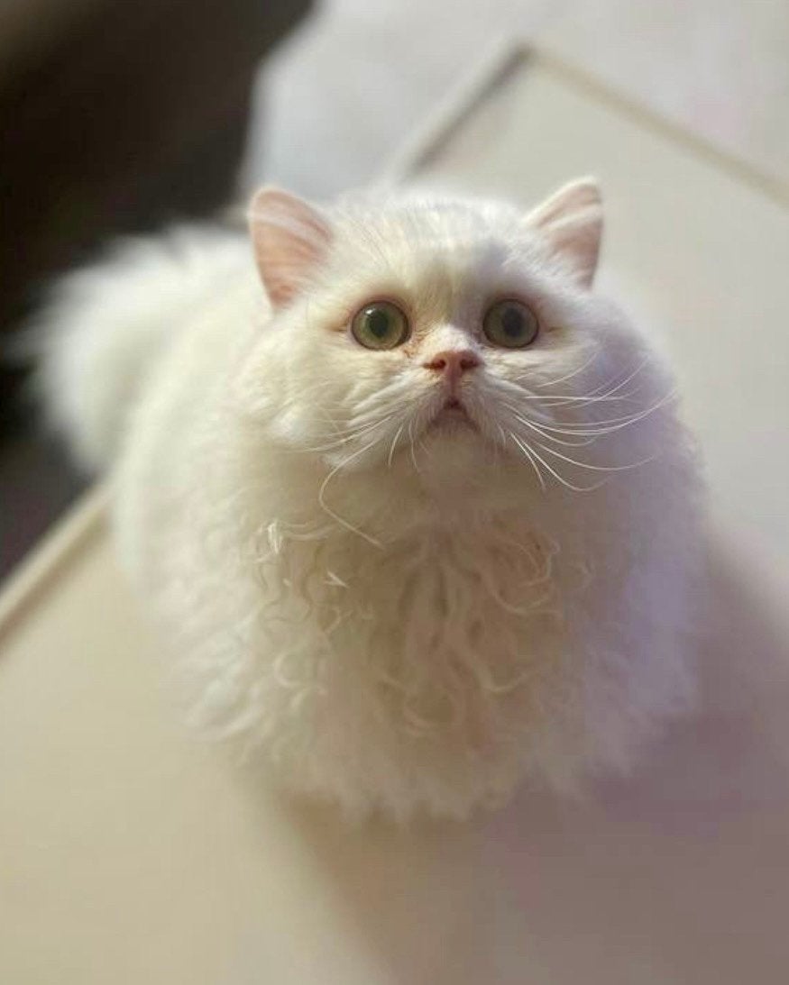 Britse Langhaar ( met alles erop en eraan), Dieren en Toebehoren, Katten en Kittens | Raskatten | Langhaar, Poes, Gechipt, 0 tot 2 jaar