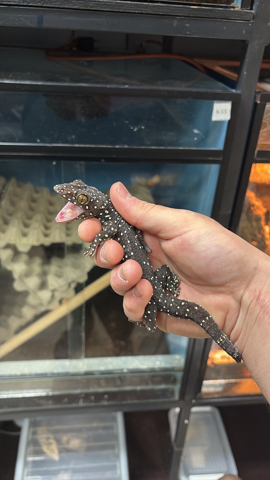 Gekko pradapdao, Hagedis, 0 tot 2 jaar