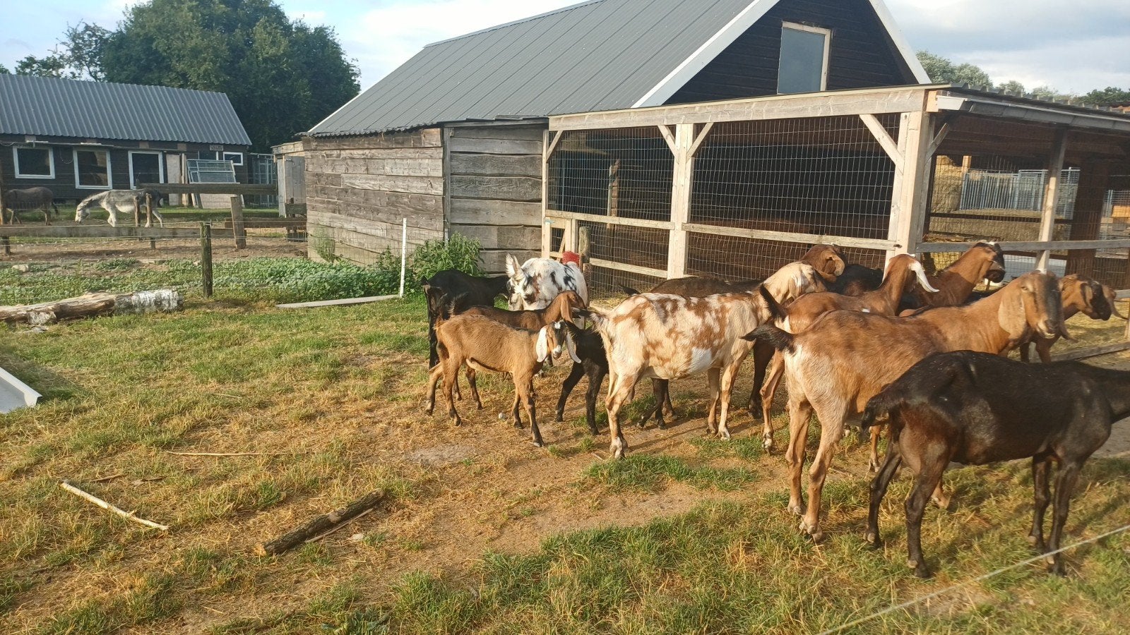 Leuk nubisch gecasteerd bokje CL en CAE vrij, Dieren en Toebehoren, Schapen, Geiten en Varkens, Mannelijk, Geit, 0 tot 2 jaar