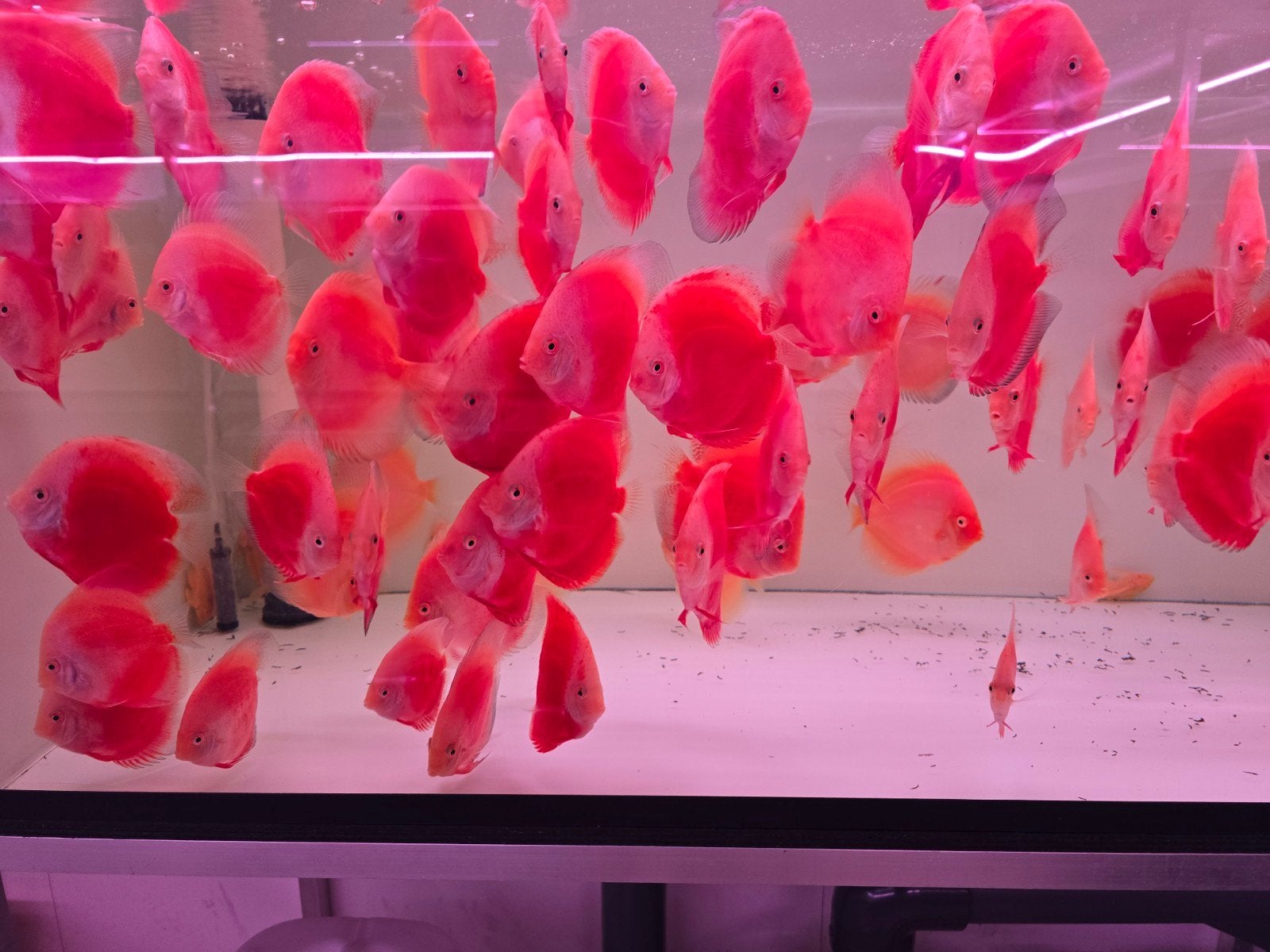 Discusvissen, Dieren en Toebehoren, Vis, Zoetwatervis, Schoolvis