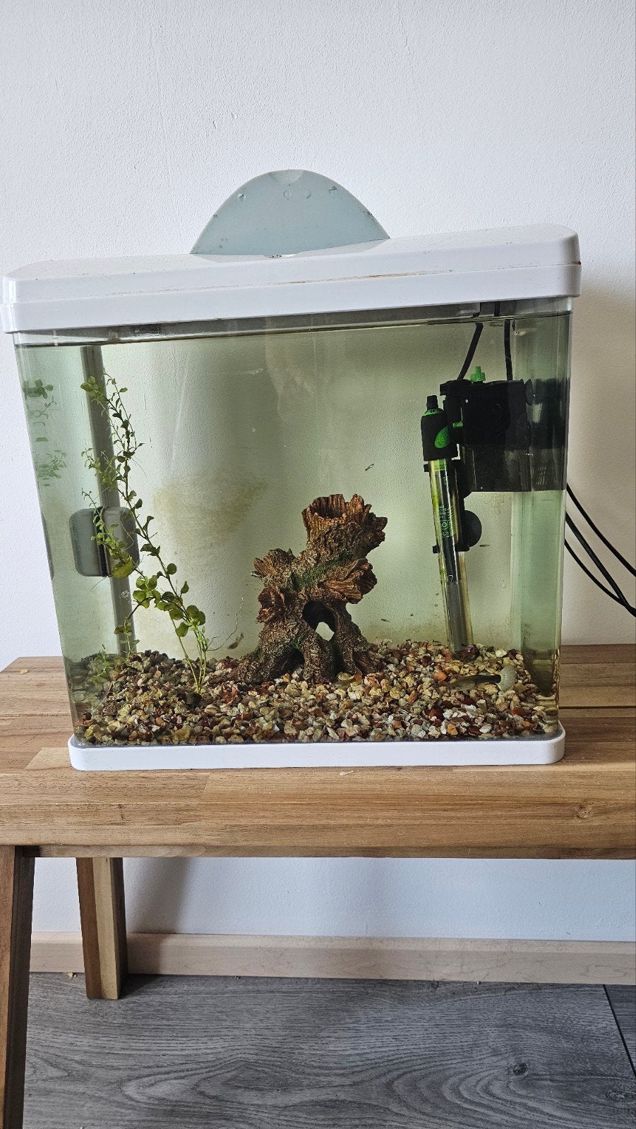 Aquarium met guppies, Ophalen of Verzenden, Gevuld zoetwateraquarium