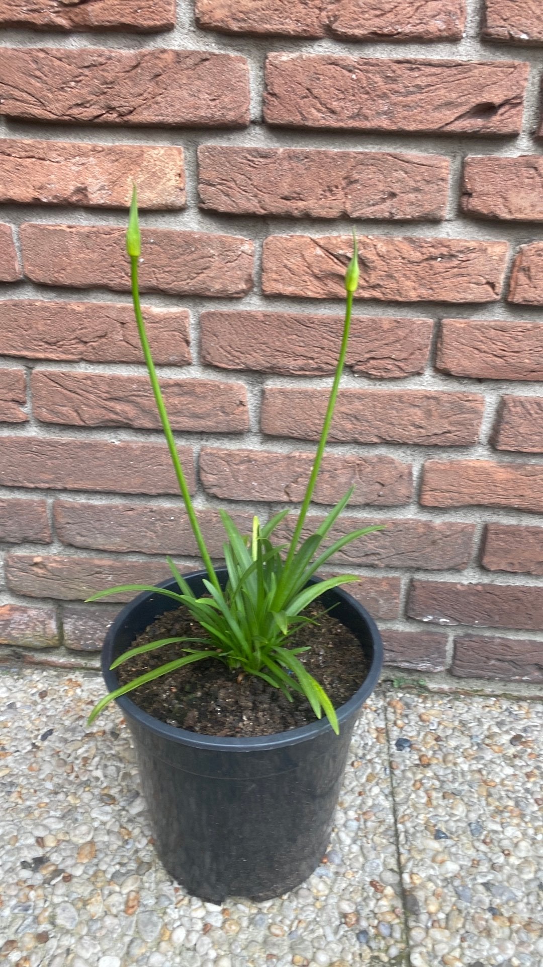 Agapanthus afrikaanse lelie, Ophalen, Overige soorten, Volle zon