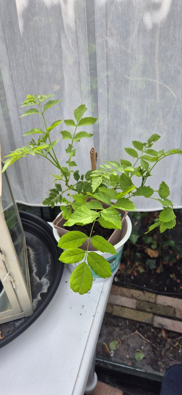 Mooie stek van de trompetplant, Tuin en Terras, Planten | Tuinplanten, Volle zon, Vaste plant, Zomer, Ophalen