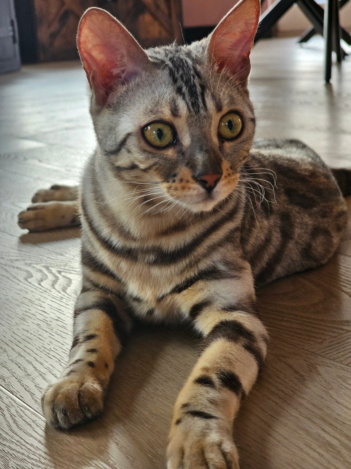 lieve Bengaal Poezen zoeken nieuw thuis, Dieren en Toebehoren, Katten en Kittens | Raskatten | Korthaar, Poes