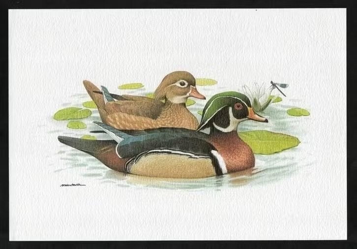 Carolina-eend Aix Sponsa Vogel Kunstdruk., Ophalen of Verzenden, Zo goed als nieuw