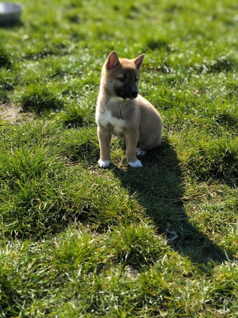 Shiba inu pupjes in België geboren!!, Dieren en Toebehoren, Honden | Poolhonden, Keeshonden en Oertypen, Parvo, België, Overige rassen