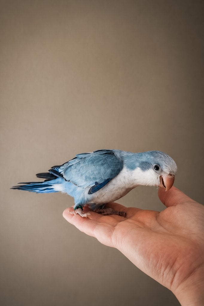 PRACHTIGE Tamme Muisparkiet Lichtblauw 2026, Dieren en Toebehoren, Vogels | Parkieten en Papegaaien, Vrouwelijk, Parkiet, Pratend