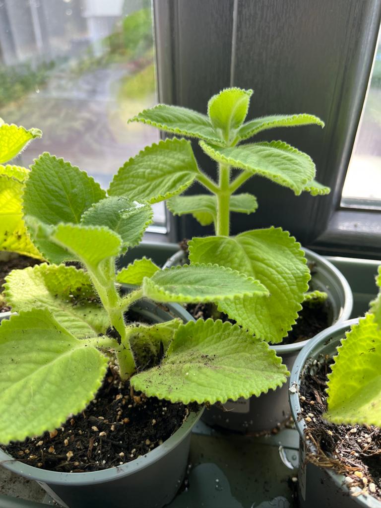 Cubaanse Oregano, Huis en Inrichting, Ophalen of Verzenden, In pot, Minder dan 100 cm, Groenteplant