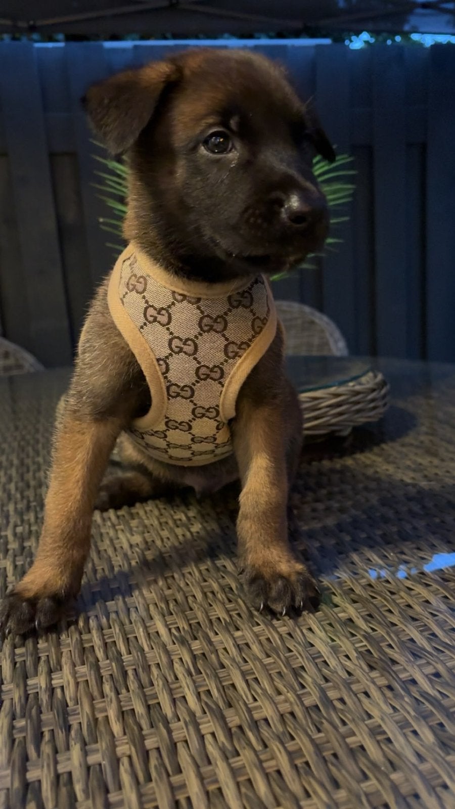 Mooie combinatie 1 pup beschikbaar, Parvo, Reu, 8 tot 15 weken, Eén hond