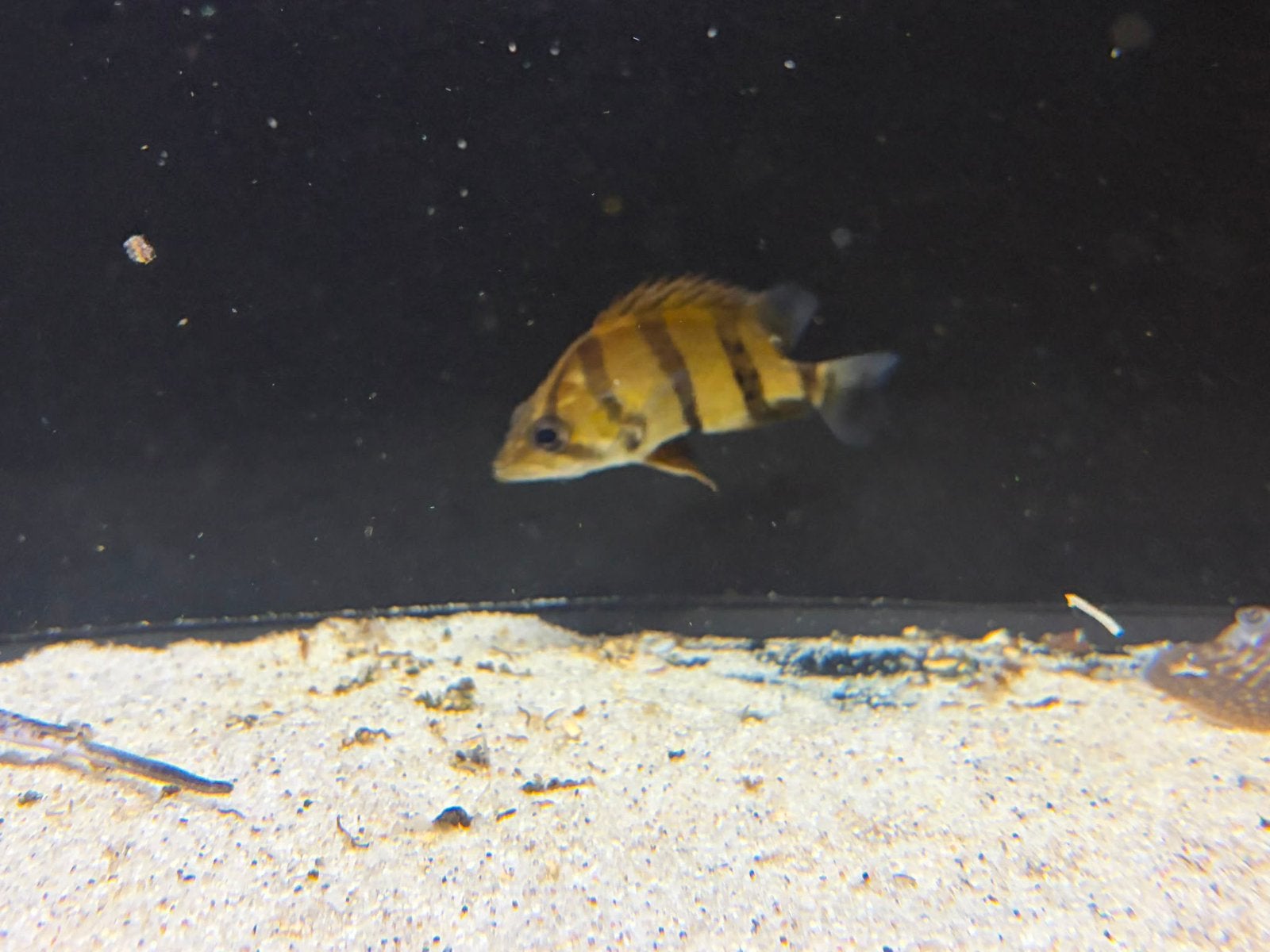 Datnioides NTT, Dieren en Toebehoren, Vis