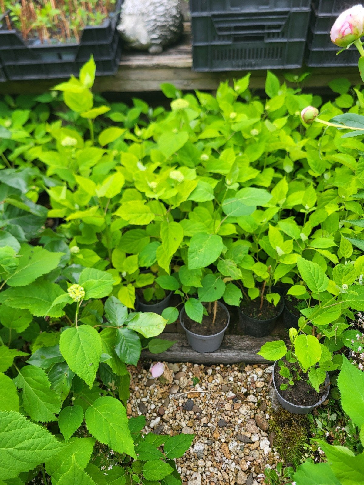 Annabelle strong, Ophalen, Hortensia, Minder dan 100 cm