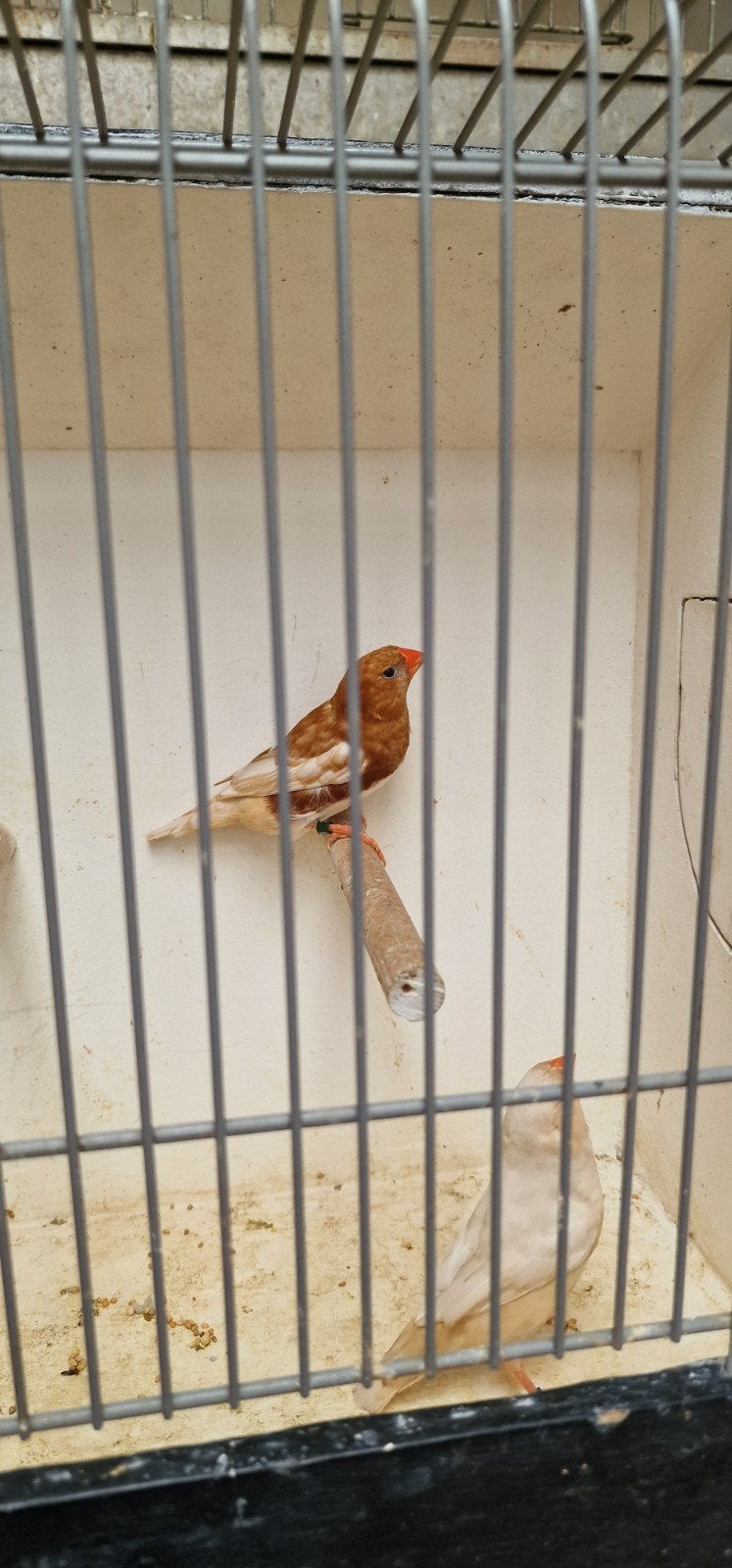 koppel oranjeborst zwartbor isabel bruin roodrug zebravinken, Dieren en Toebehoren, Meerdere dieren, Tropenvogel
