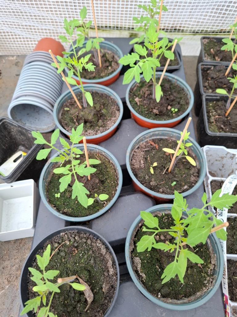 Cherry tomatenplantjes, Ophalen, Eenjarig, Groenteplanten, Volle zon