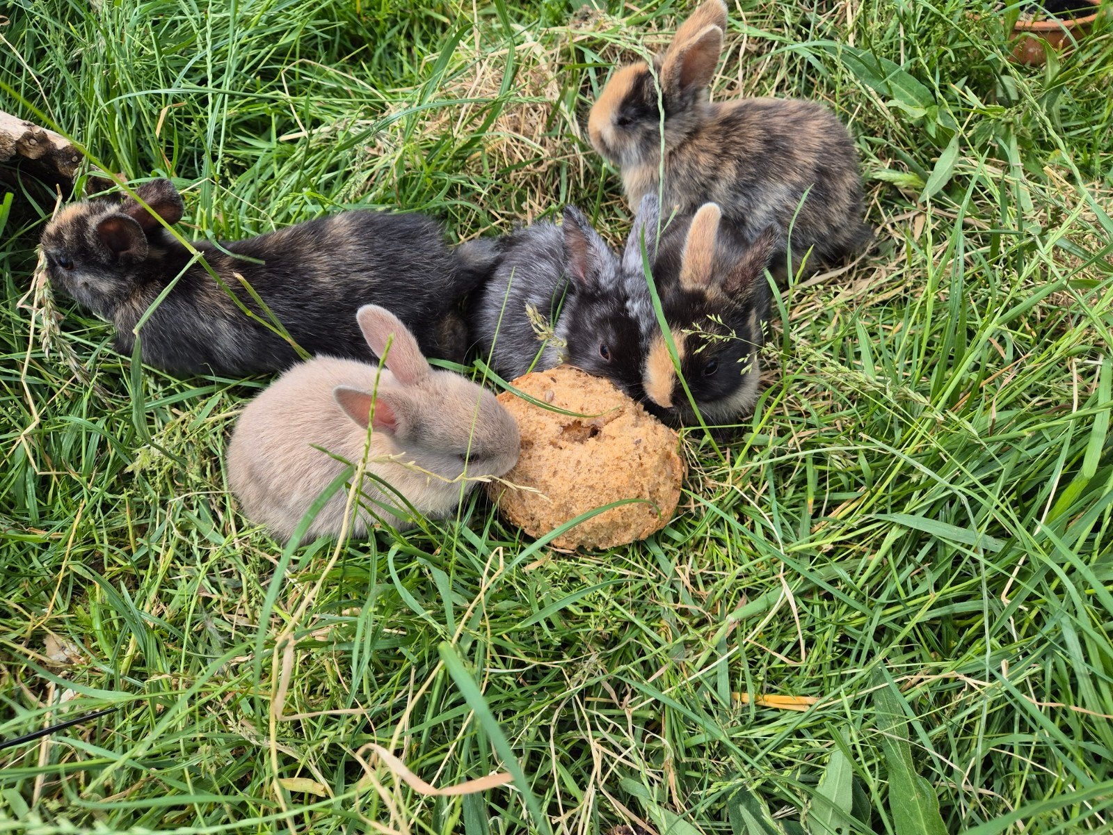 Jonge dwerkonijnen, Dieren en Toebehoren, Pluimvee, Meerdere dieren, Overige soorten