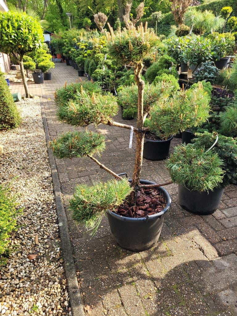 Pinus Nigra - Perfect Gevormde Bonsai-achtige Boom, Tuin en Terras, Planten | Tuinplanten, Ophalen, Bloeit niet, Volle zon