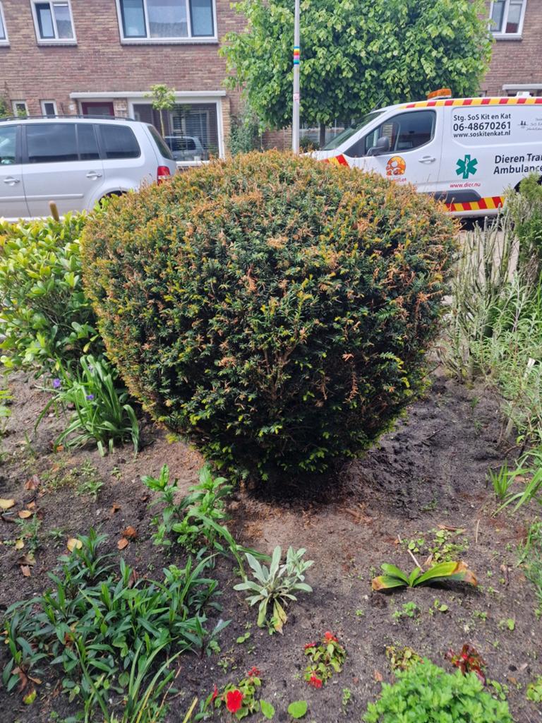 Gratis.Grote, volle boom voor uw tuin, Ophalen, Bloeit niet, Halfschaduw, Overige soorten