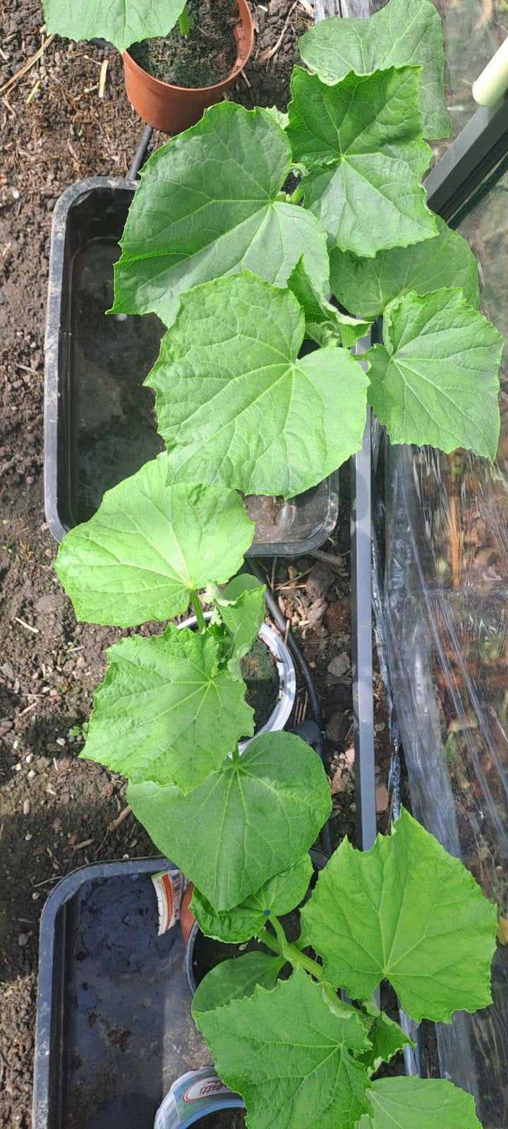 Jonge komkommer planten, Ophalen, Overige soorten, Volle zon, In pot