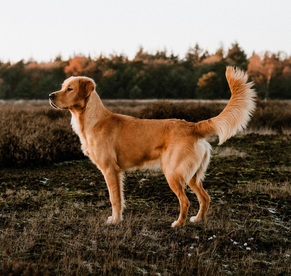 WACHTLIJST VOL Golden Retriever pup / puppy’s stamboek, Dieren en Toebehoren, Honden | Retrievers, Spaniëls en Waterhonden, 8 tot 15 weken