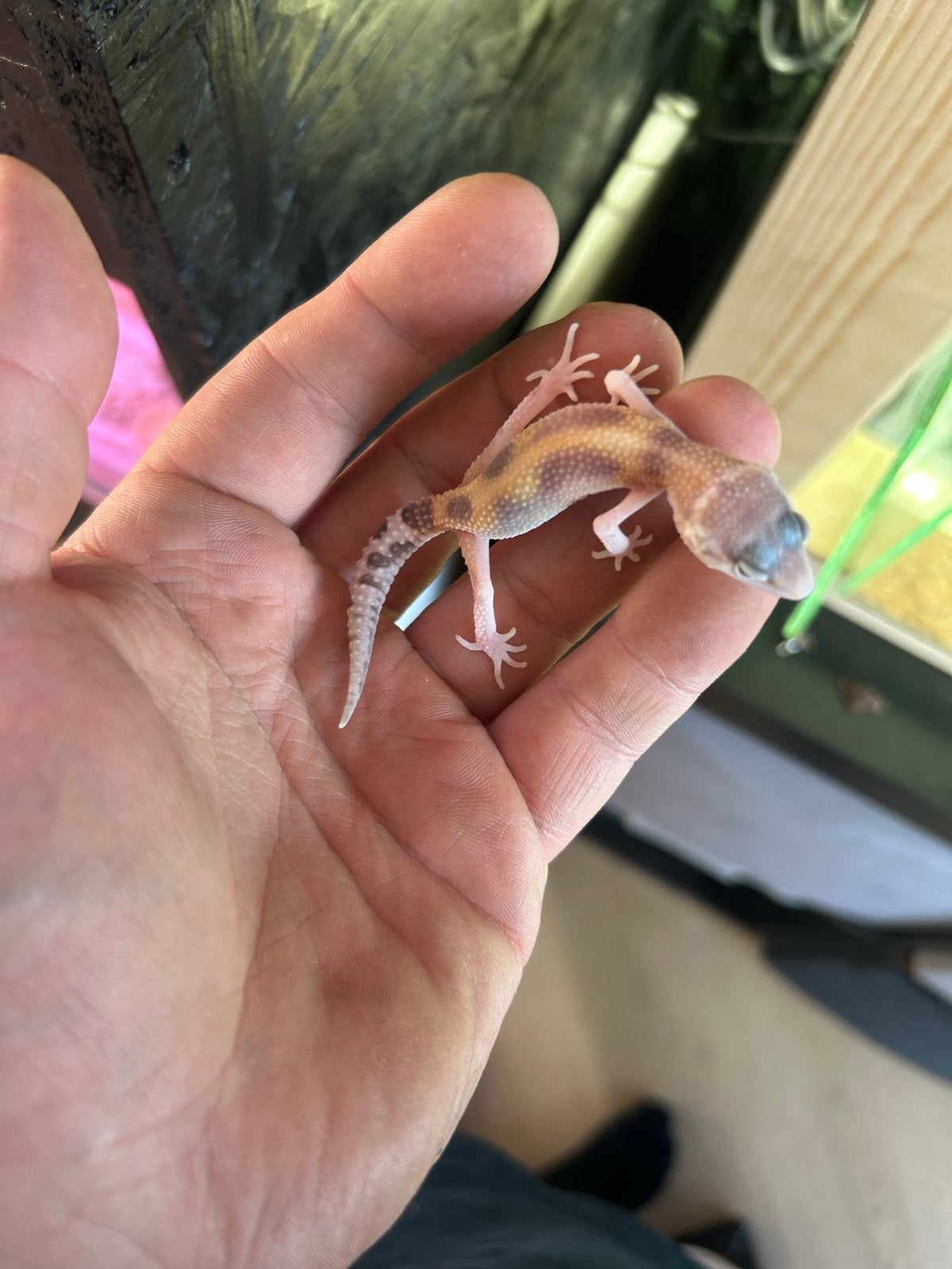 Diverse jonge luipaard gekko’s, Hagedis, 0 tot 2 jaar