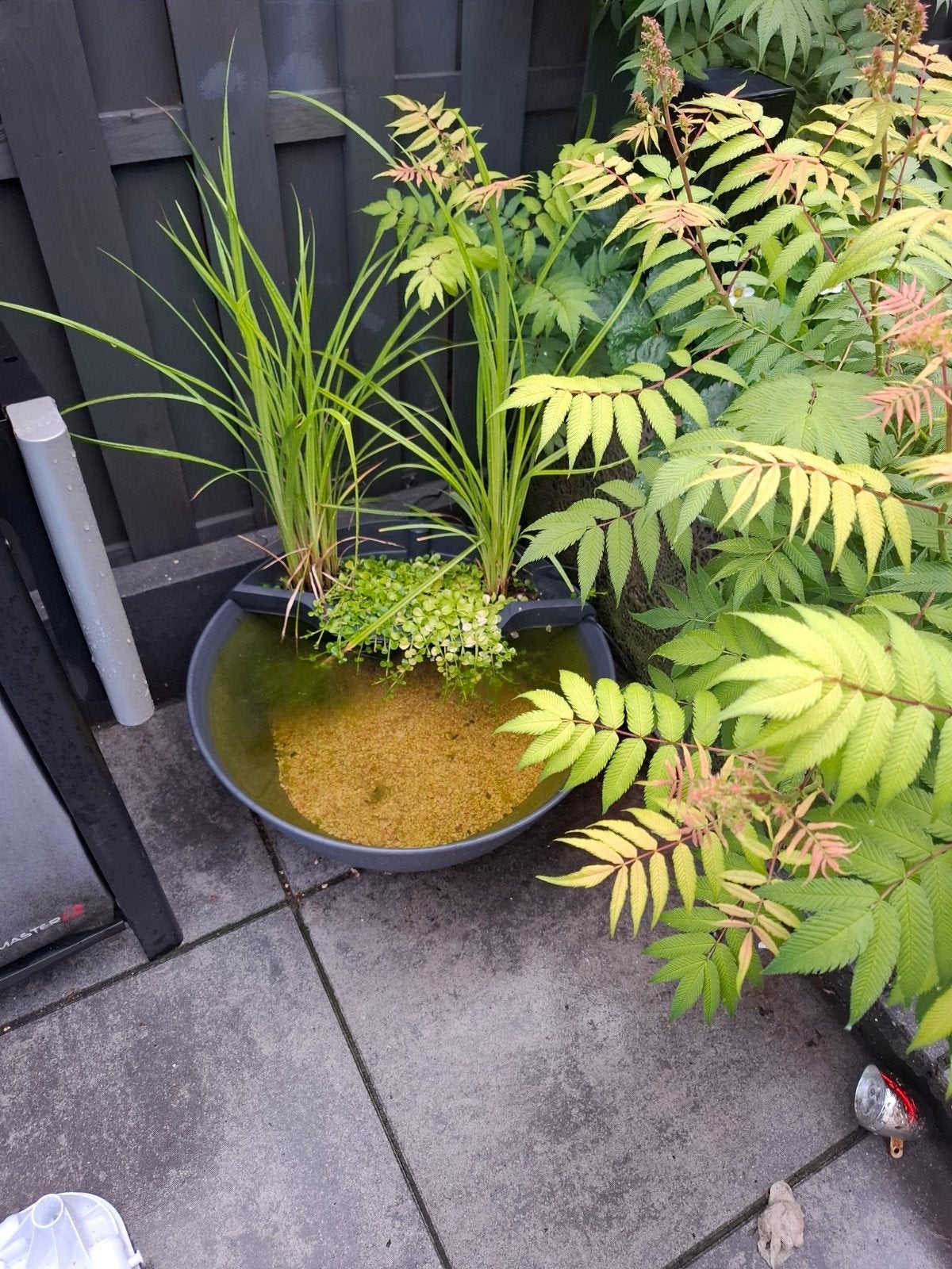 Decoratieve vijver met waterplanten, Ophalen, Gebruikt