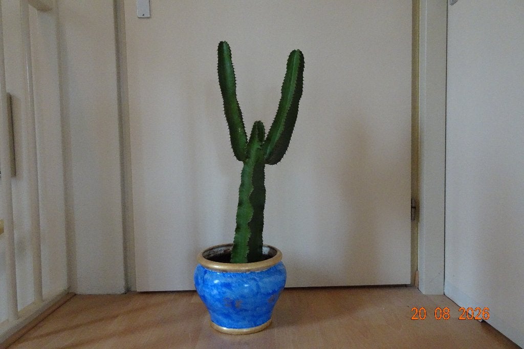 Cactus   /  Euphorbia, Ophalen, Minder dan 100 cm, In pot, Cactus