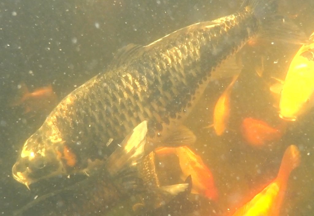 koi karpers, Dieren en Toebehoren, Vissen | Vijvervissen, Karper of Koi