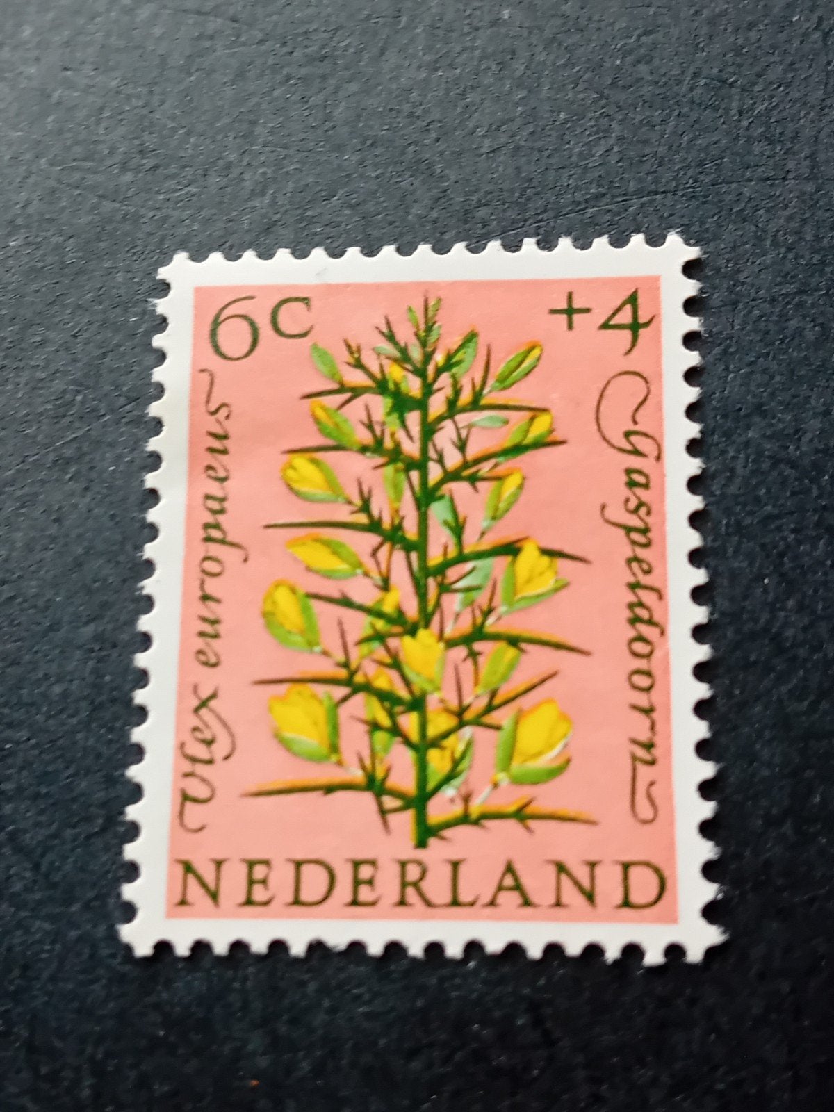 Nederland postzegel 6c +4 Gaspeldoorn (Ulex europaeus), Ophalen of Verzenden, Na 1940, Postfris