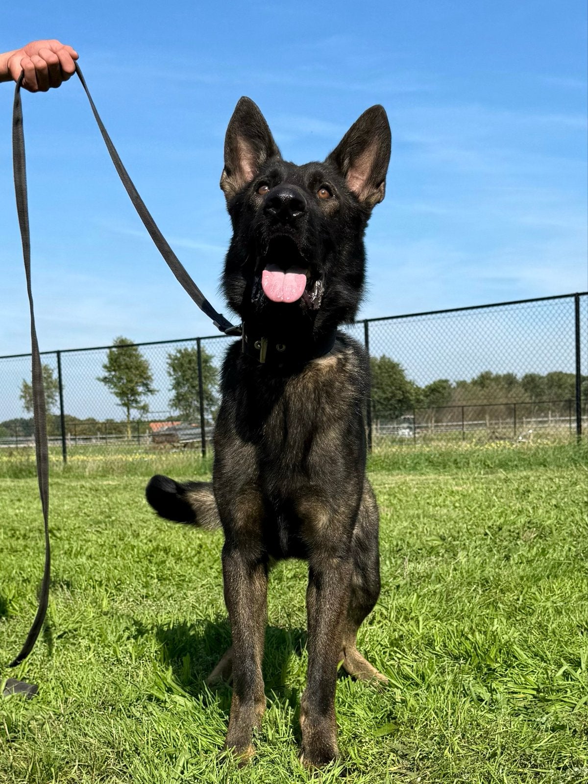 Lieve, trouwe Duitse herder Reu te koop, Particulier, 15 weken tot 1 jaar, Reu, Buitenland