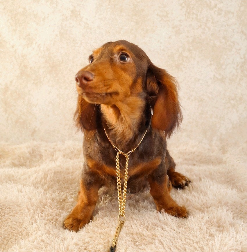 🩵MOOIE - Langharige choco tan dwerg teckel - GETESTE LIJN🩵, 15 weken tot 1 jaar, Langhaar, Parvo, Eén hond