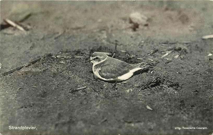 377-251-033 Texel Strandplevier, Verzenden, Voor 1920, Noord-Holland
