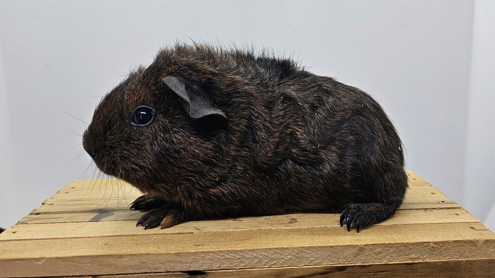 Skinnydrager, Dieren en Toebehoren, Cavia, Juni, Mannelijk, Tam