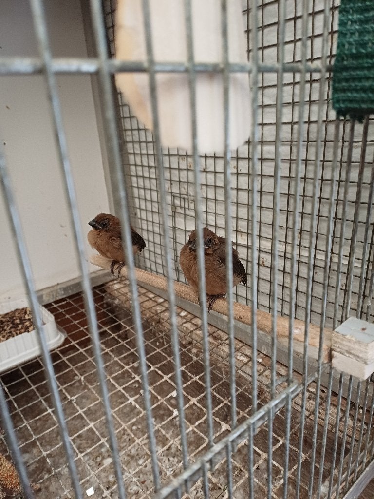 Vogels, Dieren en Toebehoren, Meerdere dieren, Tropenvogel, Geringd
