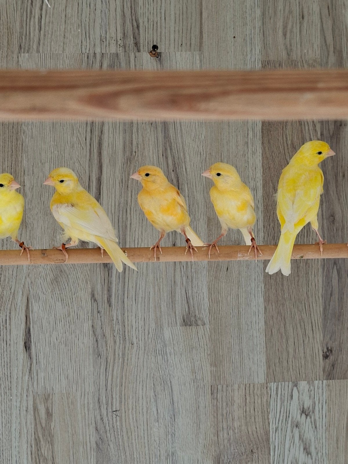 jonge kanaries, Dieren en Toebehoren, Vogels | Kanaries, Meerdere dieren, Kleurkanarie