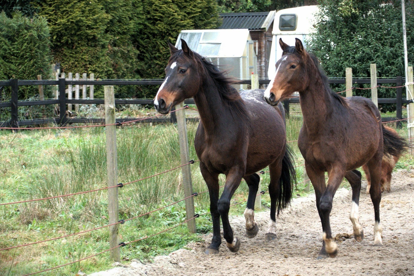 kwpn jaarling  merrie, Merrie, Springpaard, Met stamboom, 0 tot 2 jaar