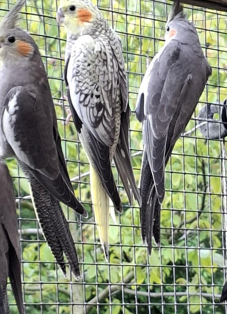 Valkparkieten net uitgevlogen, Meerdere dieren, Parkiet, Geringd