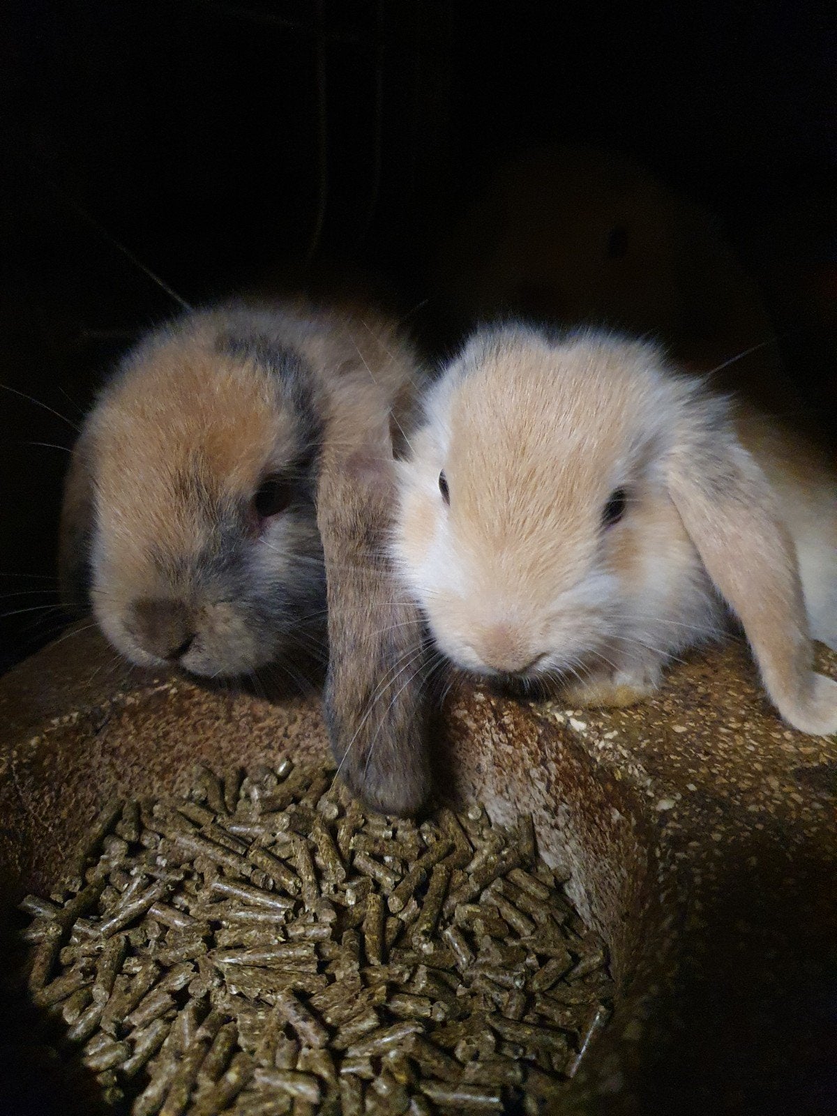 kleine NDH konijntjes, Meerdere dieren, Dwerg, Hangoor, 0 tot 2 jaar