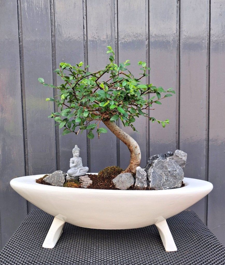 Bonsai Ulmus Parvifolia- Chinese Iep- Gr, In pot, Bloeit niet, Halfschaduw, Minder dan 100 cm